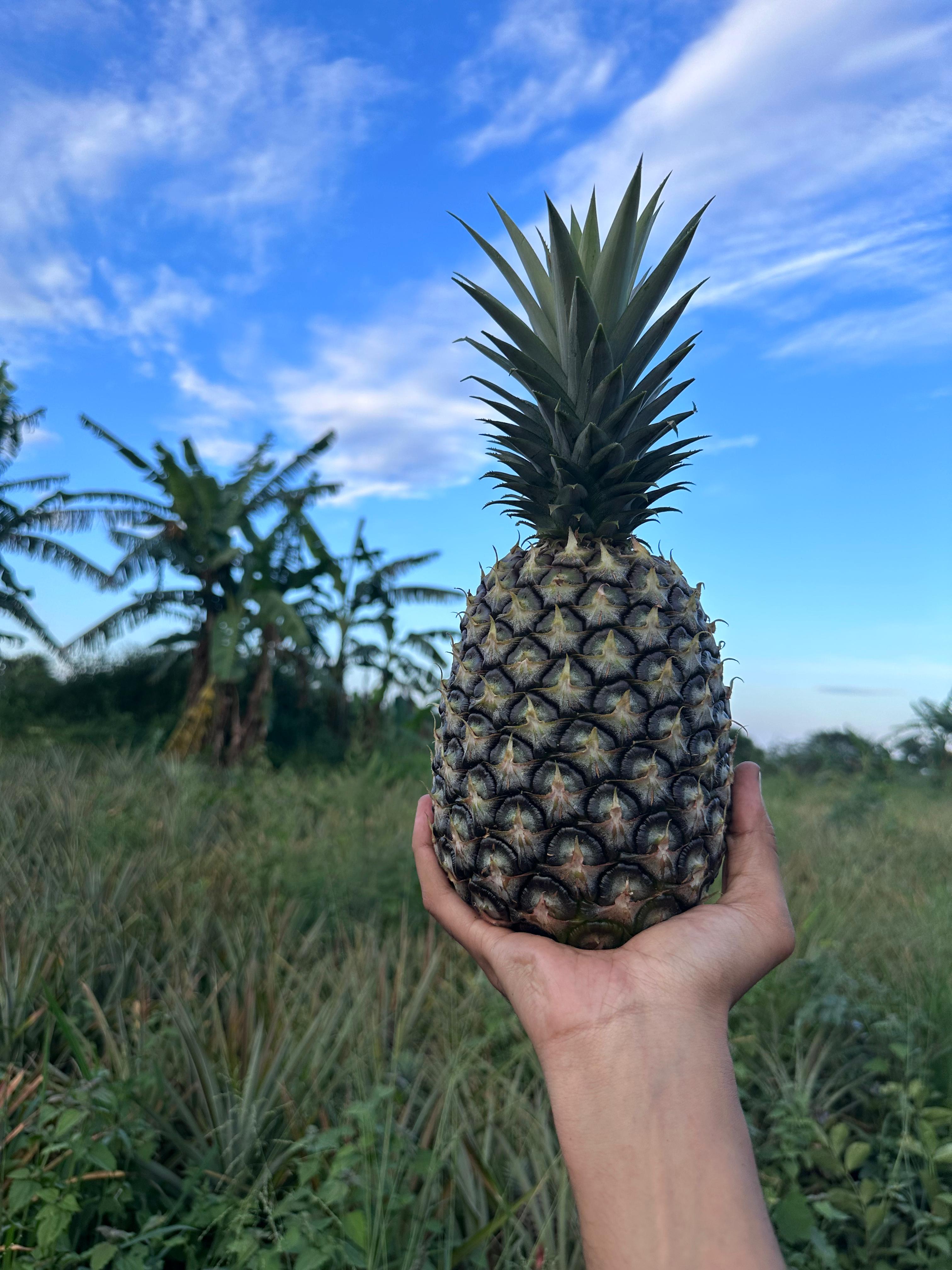 Pineapple