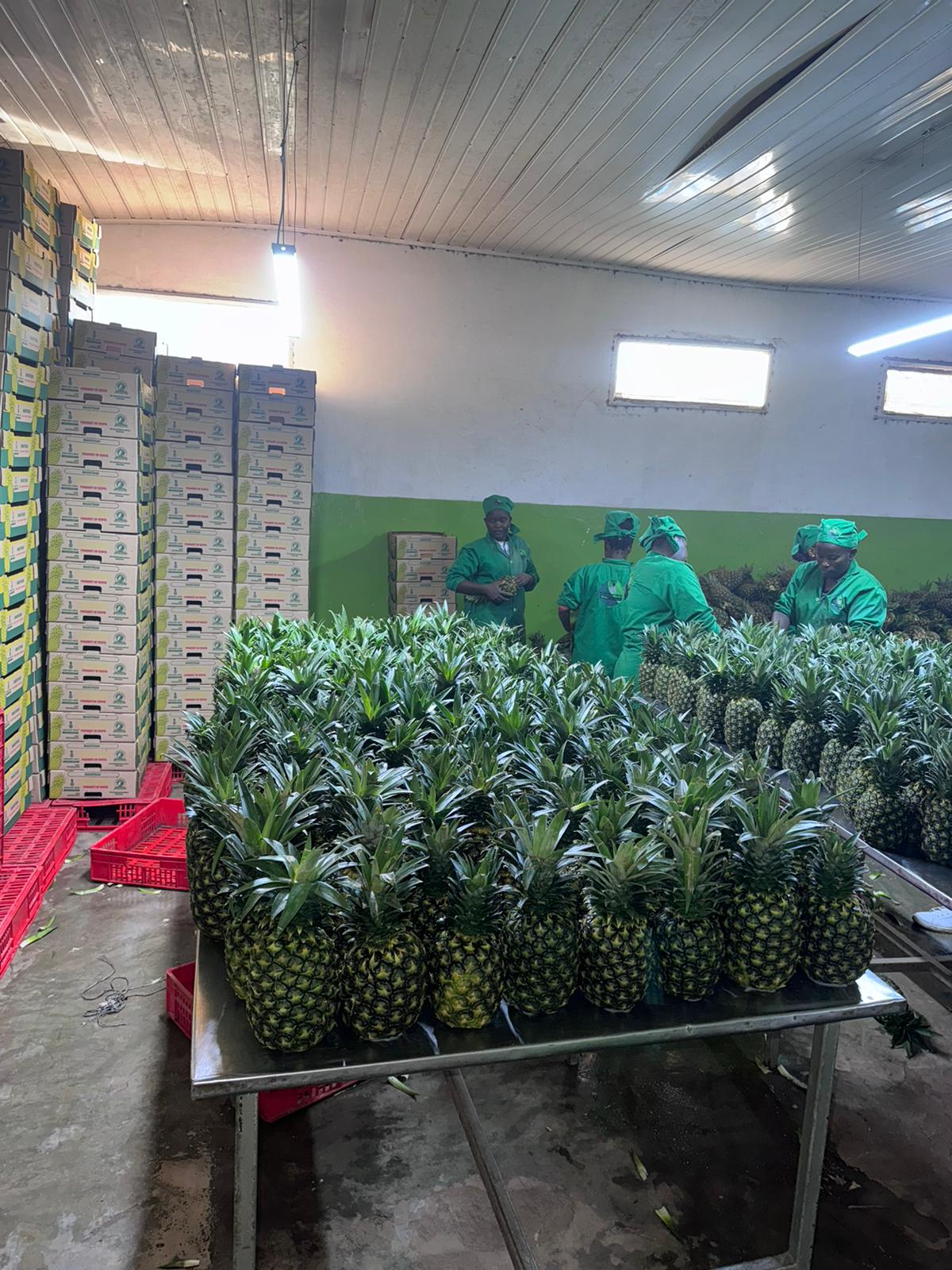 Pineapple