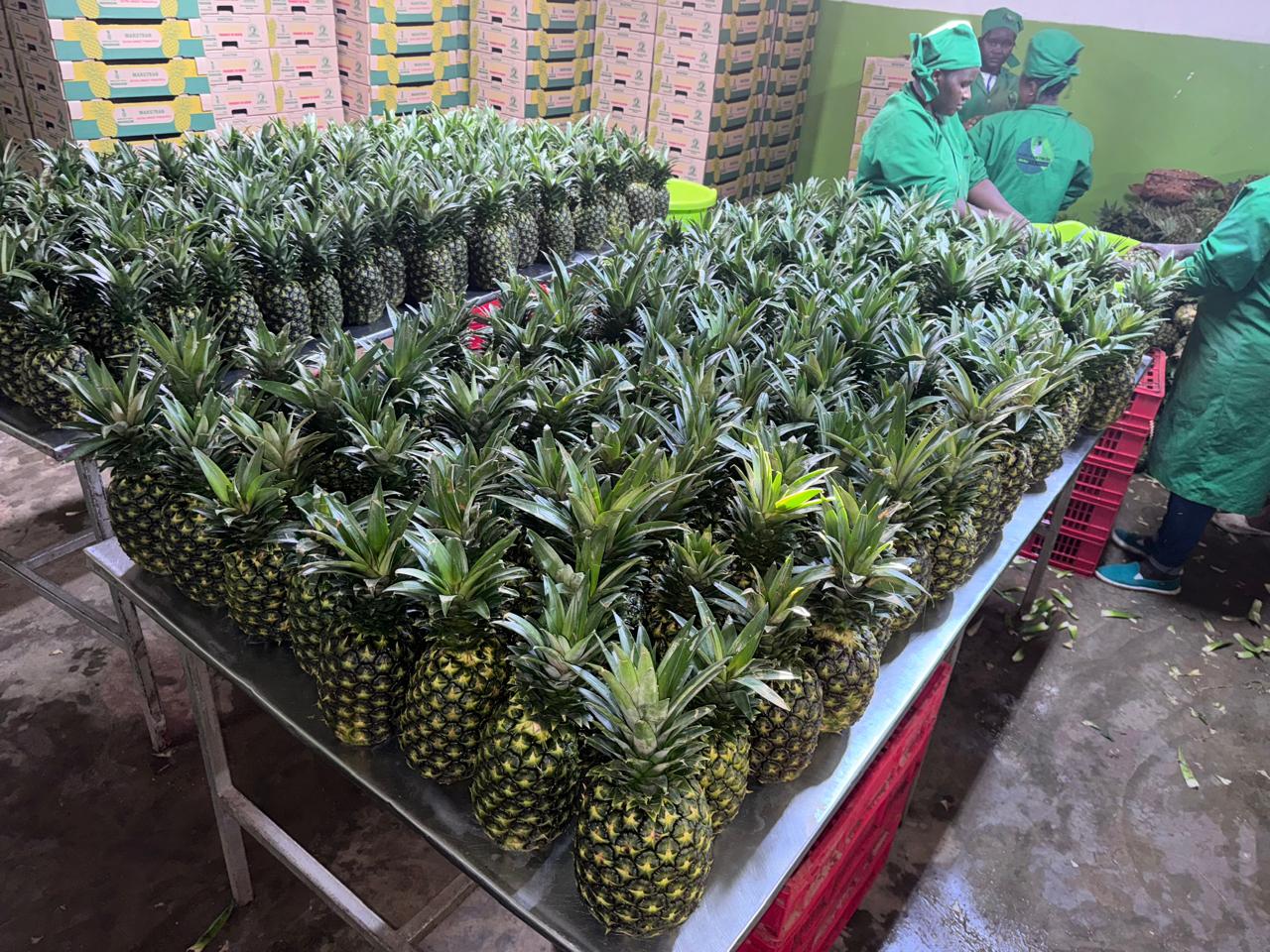 Pineapple